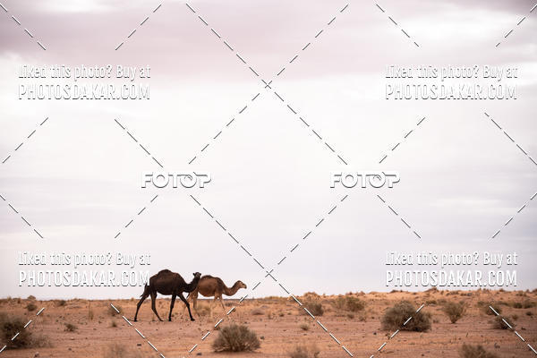 Buy your photos of the eventMerzouga 2019 on Fotop