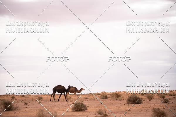 Buy your photos of the eventMerzouga 2019 on Fotop