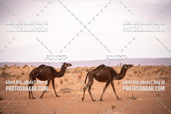 Buy your photos of the eventMerzouga 2019 on Fotop