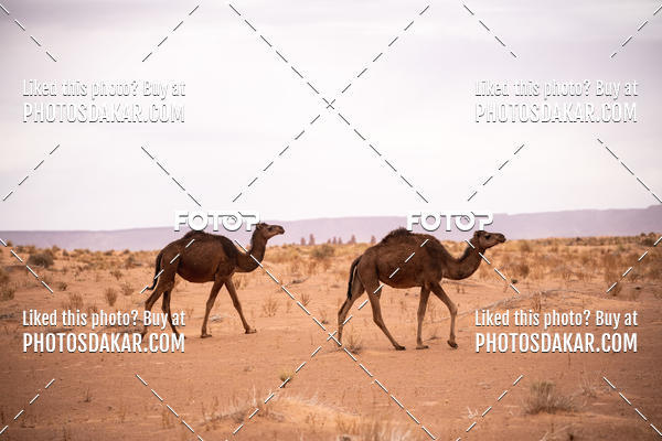 Buy your photos of the eventMerzouga 2019 on Fotop