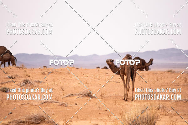 Buy your photos of the eventMerzouga 2019 on Fotop