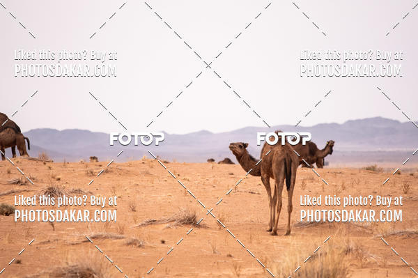 Buy your photos of the eventMerzouga 2019 on Fotop