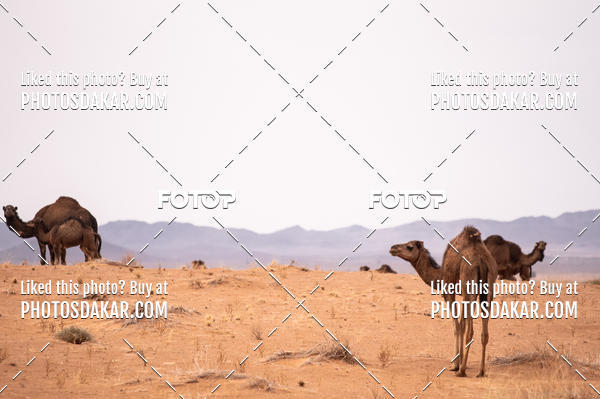 Buy your photos of the eventMerzouga 2019 on Fotop