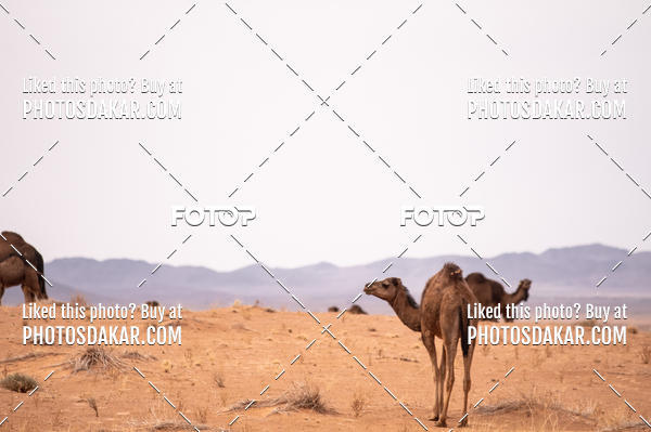 Buy your photos of the eventMerzouga 2019 on Fotop