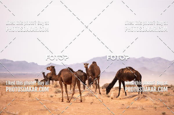 Buy your photos of the eventMerzouga 2019 on Fotop