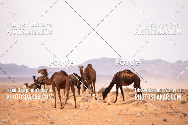 Buy your photos of the eventMerzouga 2019 on Fotop