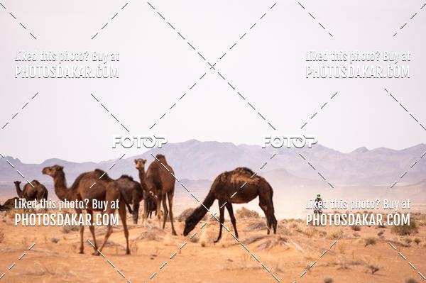Buy your photos of the eventMerzouga 2019 on Fotop