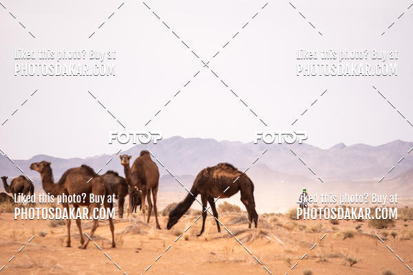 Buy your photos of the eventMerzouga 2019 on Fotop