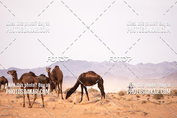 Buy your photos of the eventMerzouga 2019 on Fotop