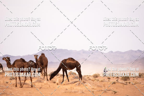 Buy your photos of the eventMerzouga 2019 on Fotop