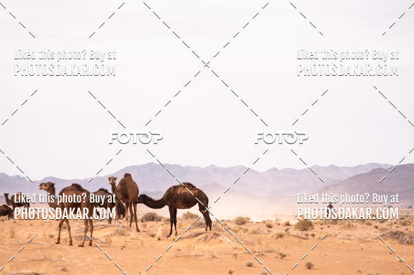 Buy your photos of the eventMerzouga 2019 on Fotop