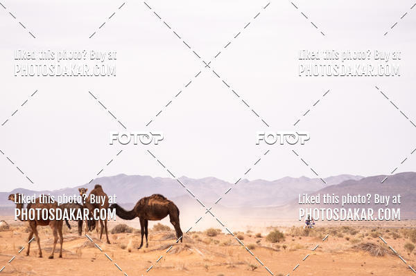 Buy your photos of the eventMerzouga 2019 on Fotop