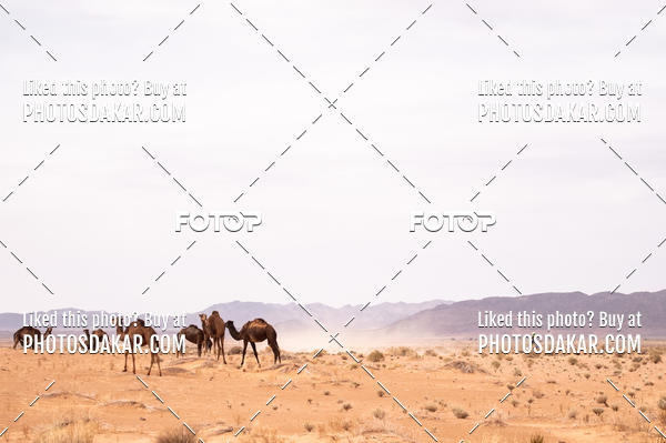 Buy your photos of the eventMerzouga 2019 on Fotop
