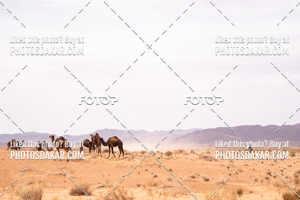Buy your photos of the eventMerzouga 2019 on Fotop