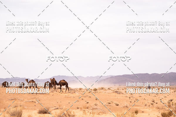 Buy your photos of the eventMerzouga 2019 on Fotop