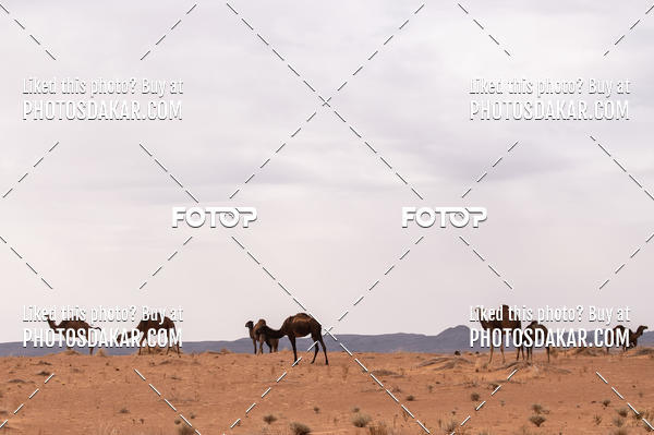Buy your photos of the eventMerzouga 2019 on Fotop