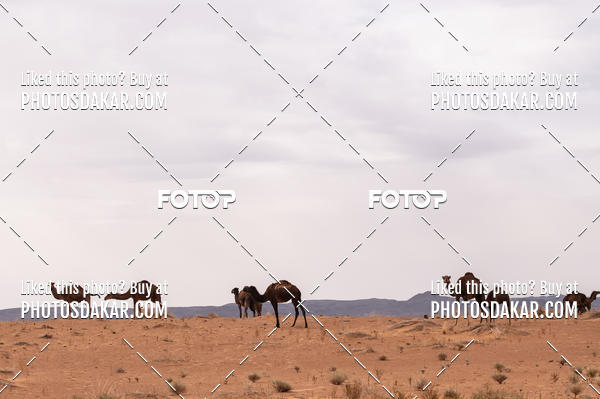 Buy your photos of the eventMerzouga 2019 on Fotop