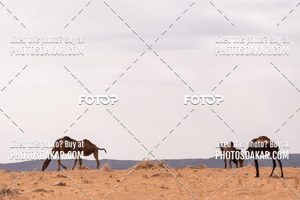 Buy your photos of the eventMerzouga 2019 on Fotop