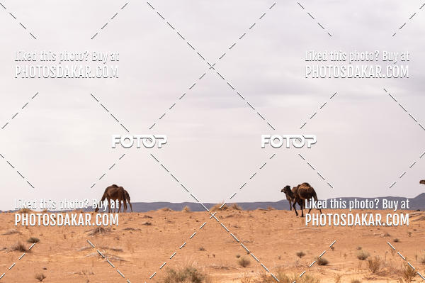 Buy your photos of the eventMerzouga 2019 on Fotop