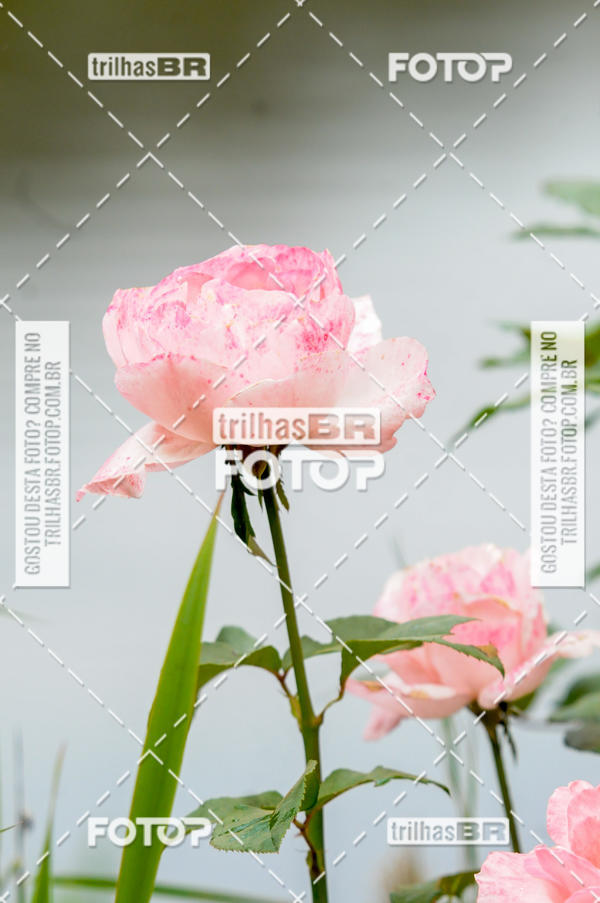 Buy your photos of the eventPedal Ekonova on Fotop