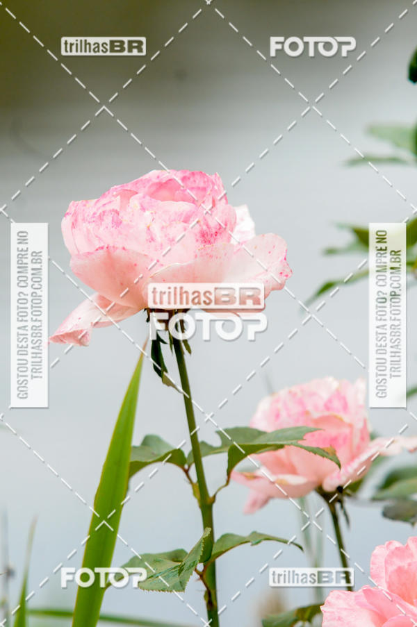 Buy your photos of the eventPedal Ekonova on Fotop