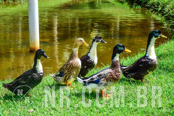 Buy your photos of the eventNR2 - English & Action 05 A 07/04/19 on Fotop