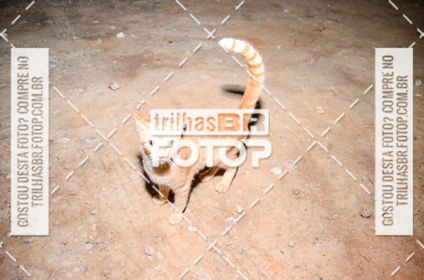 Buy your photos of the eventPeregrinao Angelina on Fotop