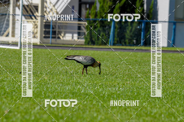 Buy your photos of the eventMARATONINHAS - CORRIDAS INFANTIS on Fotop