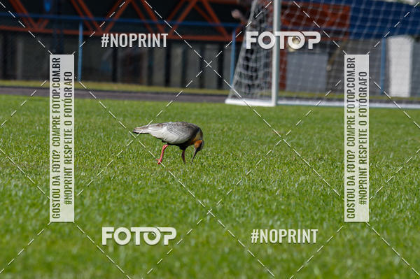 Buy your photos of the eventMARATONINHAS - CORRIDAS INFANTIS on Fotop