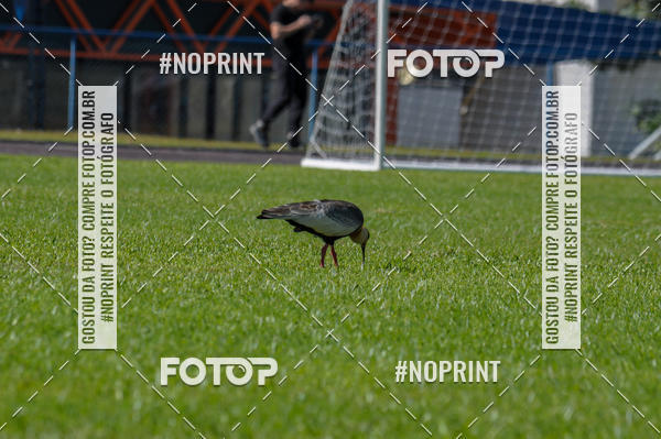 Buy your photos of the eventMARATONINHAS - CORRIDAS INFANTIS on Fotop