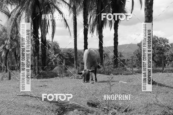 Buy your photos of the eventPedal de ferro on Fotop