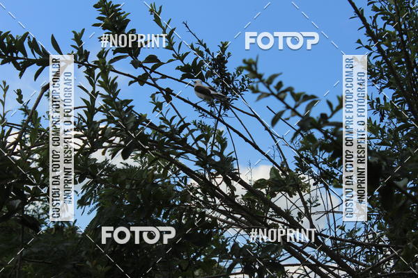 Buy your photos of the eventPedal de ferro on Fotop