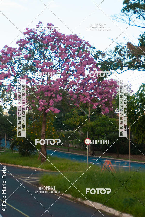 Buy your photos of the event2� CORRIDA CORREDOR SANGUE BOM on Fotop