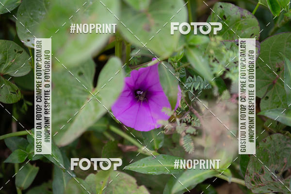 Buy your photos of the eventBR 135 ULTRAMARATONA DE RUA TERESINA on Fotop