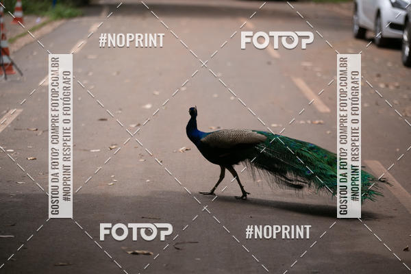 Buy your photos of the eventBR 135 ULTRAMARATONA DE RUA TERESINA on Fotop