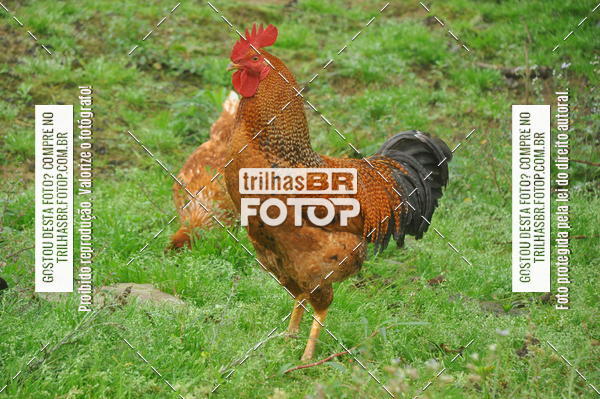 Buy your photos of the eventDESAFIO ORBEA RICARDO PSCHEIDT on Fotop