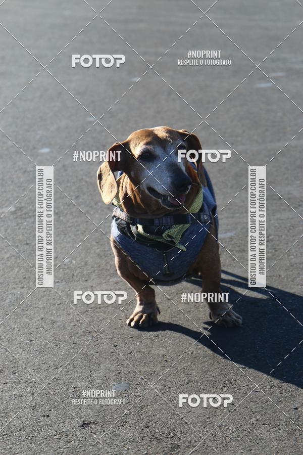 Buy your photos of the event49 CORRIDA DE REIS DO DISTRITO FEDERAL on Fotop