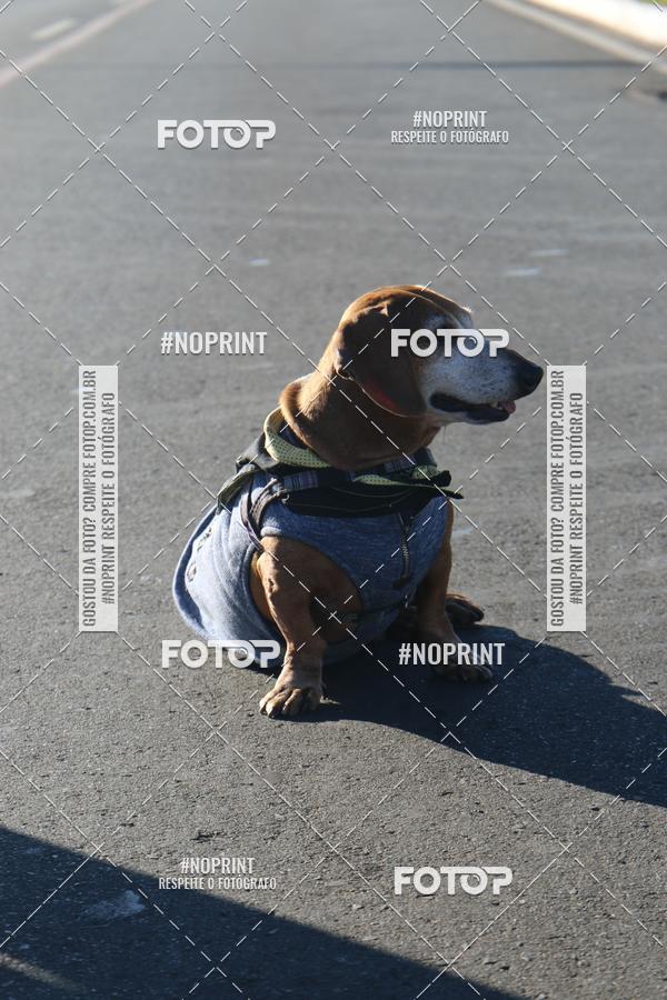 Buy your photos of the event49 CORRIDA DE REIS DO DISTRITO FEDERAL on Fotop