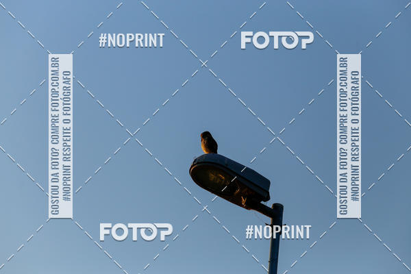 Buy your photos of the eventBLUE SERIES TRIATHLON INDAIATUBA 2019 on Fotop