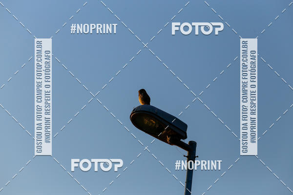 Buy your photos of the eventBLUE SERIES TRIATHLON INDAIATUBA 2019 on Fotop