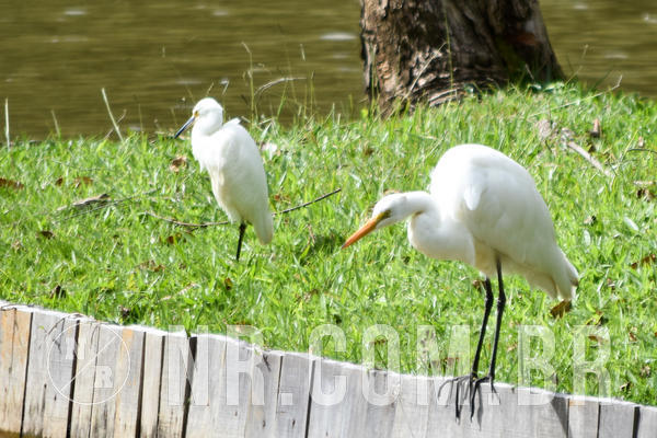 Buy your photos of the event NR2 CL�SSICO - 03 a 07/06/19 on Fotop