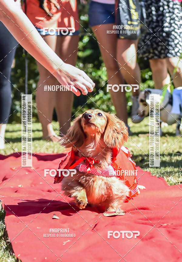 Buy your photos of the event5 Encontro Oficial de Dachshunds e Concurso de Fantasias do Clube dos Salsichanos de Ribeiro Preto/SP on Fotop