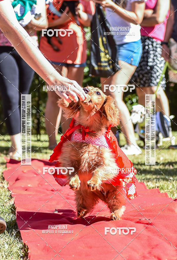 Buy your photos of the event5 Encontro Oficial de Dachshunds e Concurso de Fantasias do Clube dos Salsichanos de Ribeiro Preto/SP on Fotop