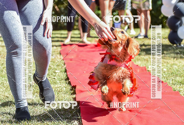 Buy your photos of the event5 Encontro Oficial de Dachshunds e Concurso de Fantasias do Clube dos Salsichanos de Ribeiro Preto/SP on Fotop