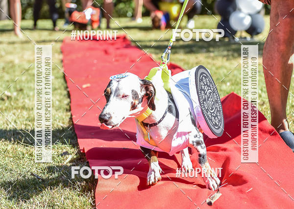 Buy your photos of the event5 Encontro Oficial de Dachshunds e Concurso de Fantasias do Clube dos Salsichanos de Ribeiro Preto/SP on Fotop
