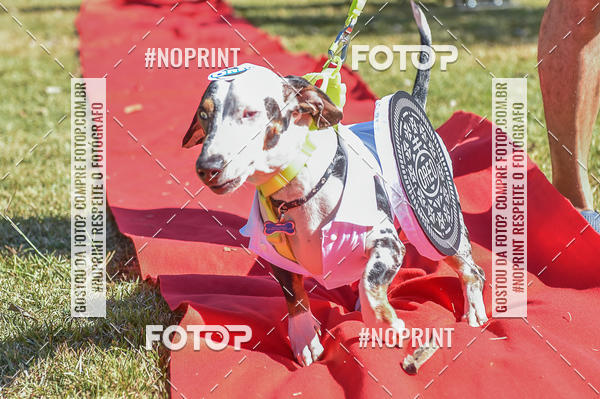 Buy your photos of the event5 Encontro Oficial de Dachshunds e Concurso de Fantasias do Clube dos Salsichanos de Ribeiro Preto/SP on Fotop