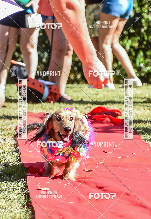 Buy your photos of the event5 Encontro Oficial de Dachshunds e Concurso de Fantasias do Clube dos Salsichanos de Ribeiro Preto/SP on Fotop