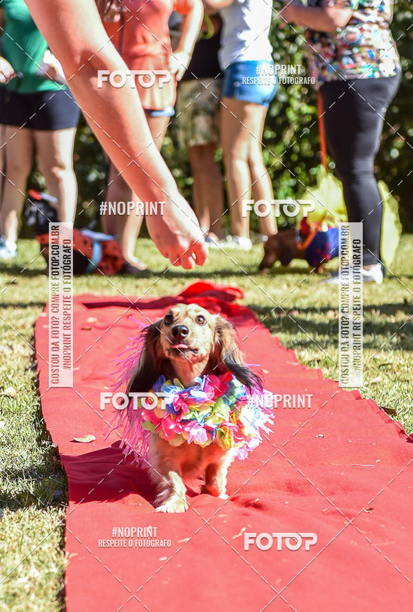 Buy your photos of the event5 Encontro Oficial de Dachshunds e Concurso de Fantasias do Clube dos Salsichanos de Ribeiro Preto/SP on Fotop