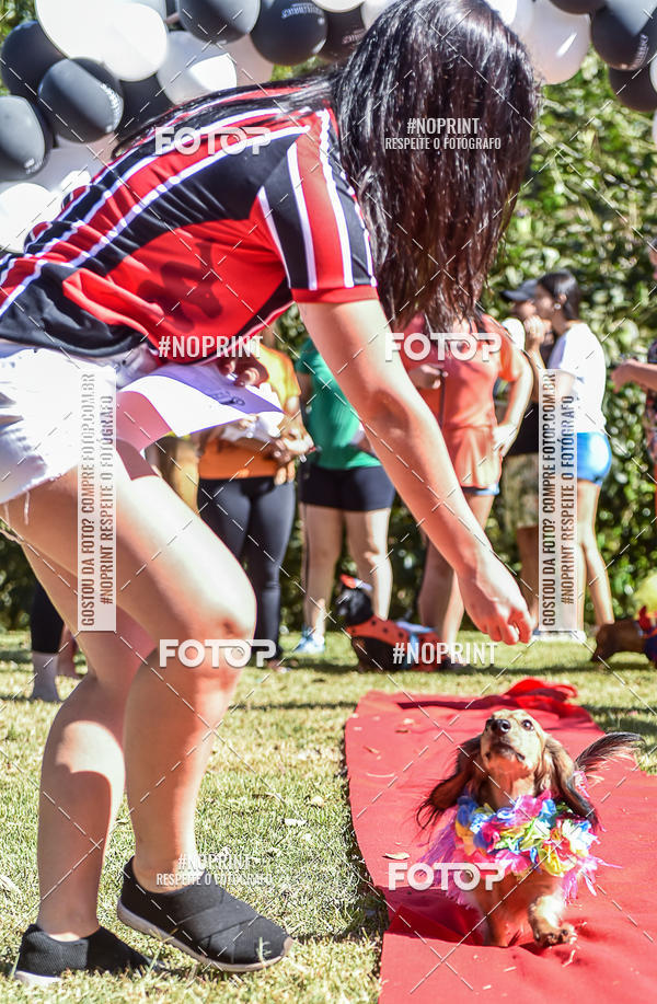 Buy your photos of the event5 Encontro Oficial de Dachshunds e Concurso de Fantasias do Clube dos Salsichanos de Ribeiro Preto/SP on Fotop