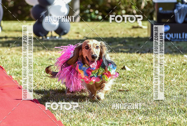 Buy your photos of the event5 Encontro Oficial de Dachshunds e Concurso de Fantasias do Clube dos Salsichanos de Ribeiro Preto/SP on Fotop